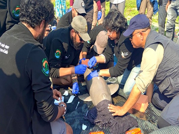 India Conducts First-Ever Ganges River Dolphin Tagging in Assam