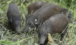 Udalguri hosts Pygmy Hog music festival to combat extinction