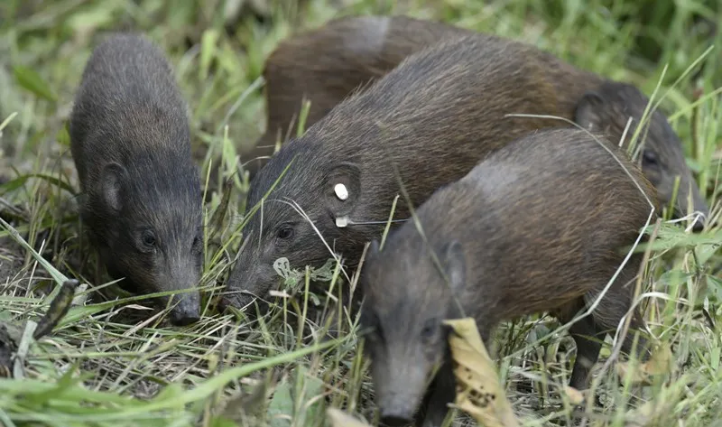 Udalguri hosts Pygmy Hog music festival to combat extinction