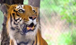 Rapid Response Team member injured in tiger attack