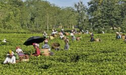 Auction-only route for dust tea sale against govt.’s ease of doing business policy: NETA