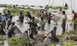 Assam: Hundreds Defy Fishing Ban In Kaziranga Amid Magh Bihu Celebrations