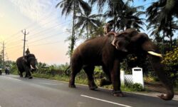 Kumkis bring relief to Urangattiri residents after elephant episode