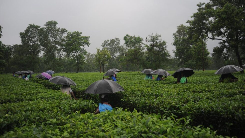 Small tea growers of north Bengal welcome CM’s move to investigate tea board’s decisions