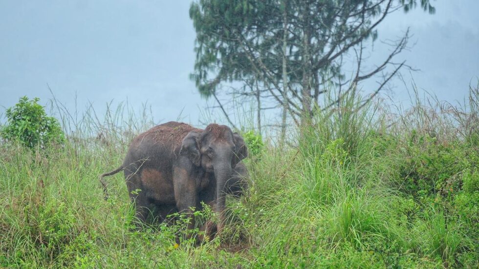 Kerala Assembly: Government seeks urgent amendments to Wildlife (Protection) Act to control wildlife populations