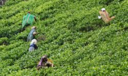 Northeast small tea growers flag impact of massive imports