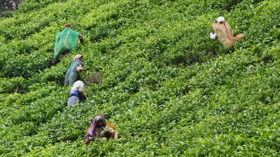 Northeast small tea growers flag impact of massive imports