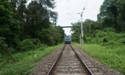 Are Indian Railways endangering India’s only ape?