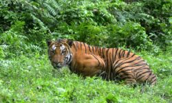 Tiger population triples in Assam’s Manas National Park: Study