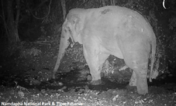 Elephant recorded in India’s Namdapha Tiger Reserve after 12 years