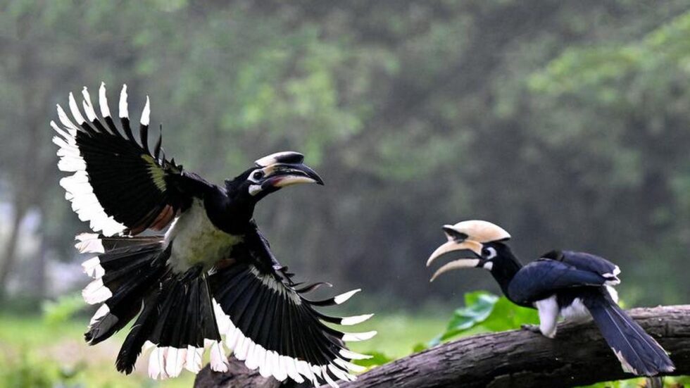 Hornbill haven in Assam - The Hindu