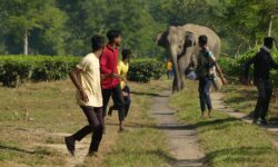 Elephant numbers rising in Assam, but it may not be a good thing: Here’s why