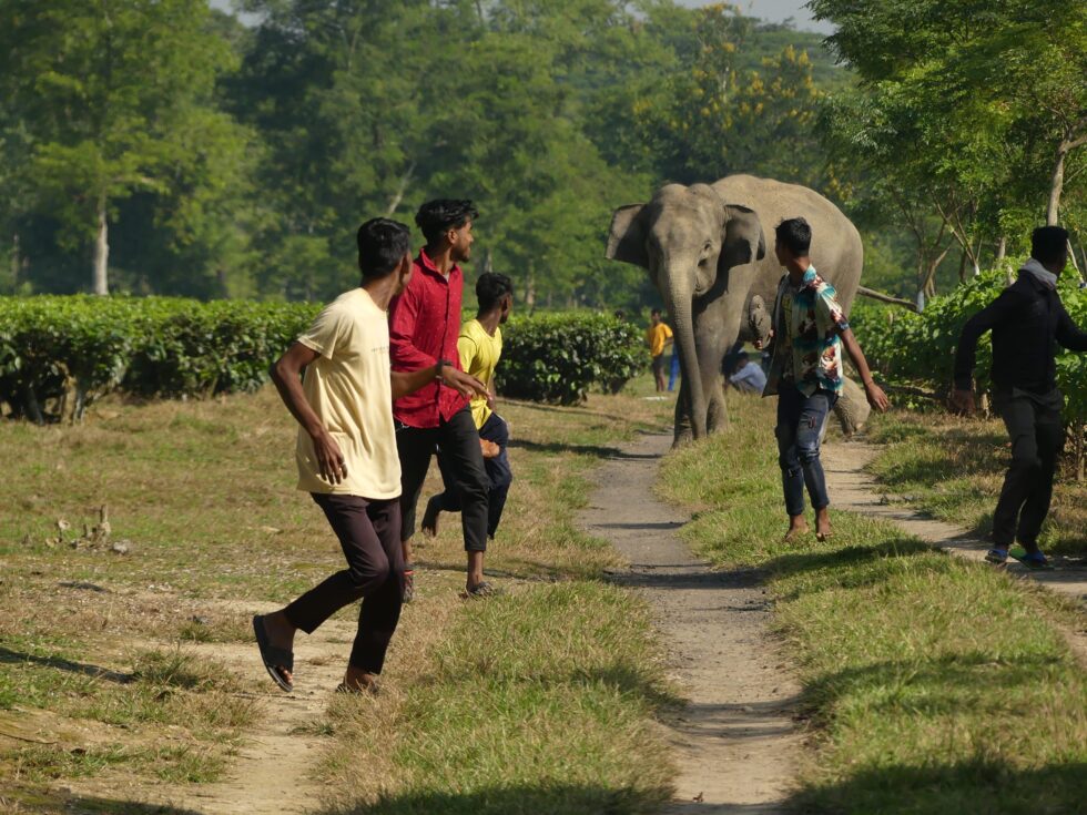 Elephant numbers rising in Assam, but it may not be a good thing: Here’s why