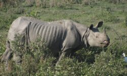 Assam: Man Killed In Rhino Attack Near Kaziranga National Park