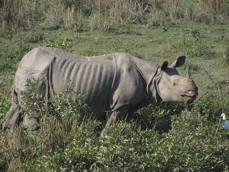 Assam: Man Killed In Rhino Attack Near Kaziranga National Park