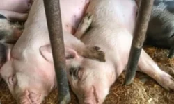 Mizoram faces Rs 336.49 crore loss due to African Swine Fever in 2024