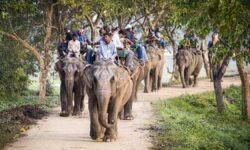 Assam records 5,828 elephants; stable population over decades