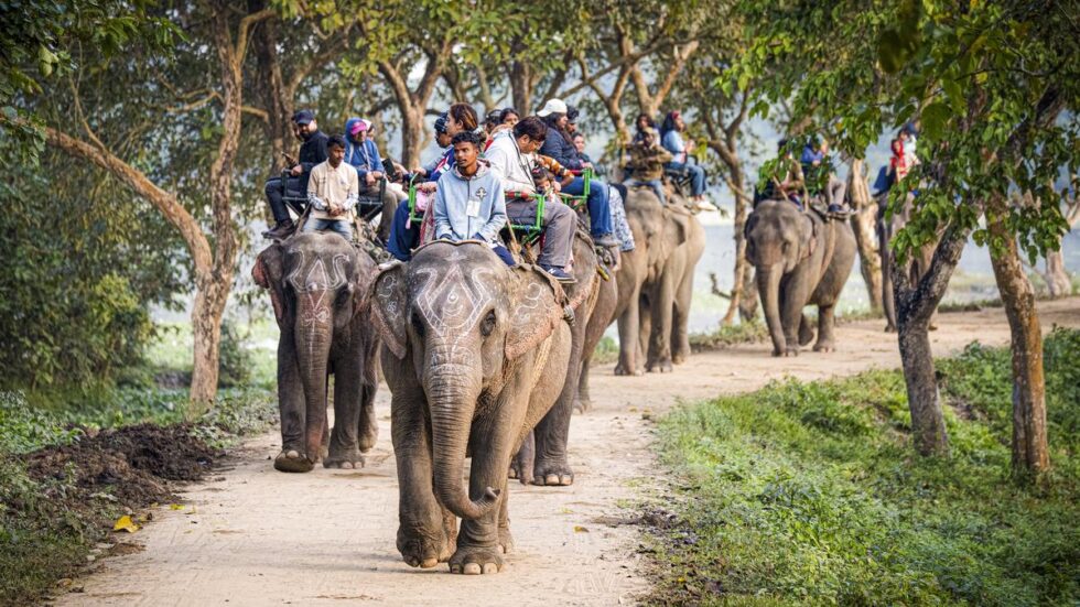 Assam records 5,828 elephants; stable population over decades