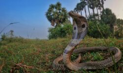 Snakebites a major health concern in Assam