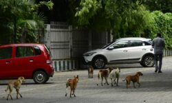 In a first in Karnataka, BBMP to establish animal rescue centres in Bengaluru