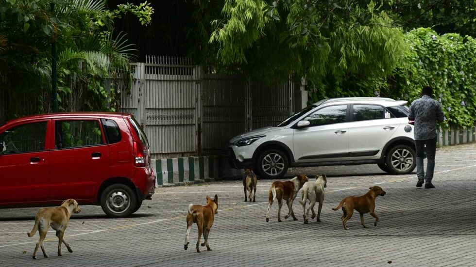 In a first in Karnataka, BBMP to establish animal rescue centres in Bengaluru