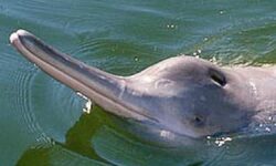 Ganges river dolphin tagged for the first time in India