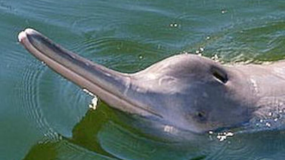 Ganges river dolphin tagged for the first time in India