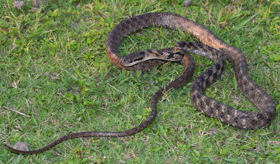 Guwahati: Study shows that Nilachal Hills have remarkable biodiversity