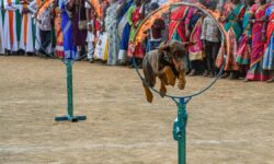 Dog squad wins hearts in Thanjavur