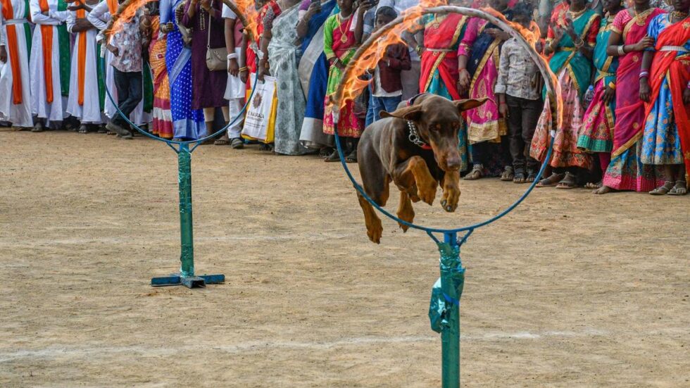 Dog squad wins hearts in Thanjavur