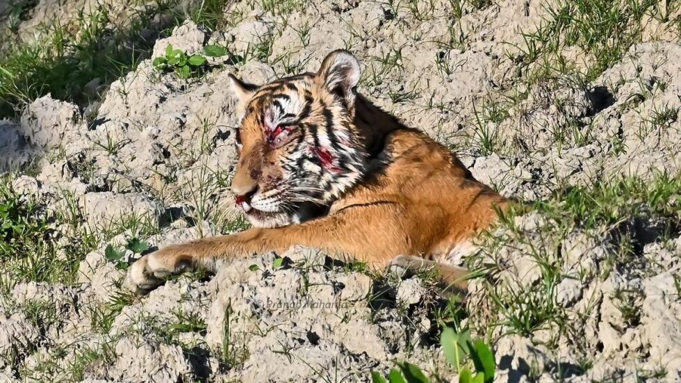 Kamakhya Reserve Forest: 9 booked in Assam for pelting stones at tiger