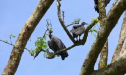 Community members recognised for Vulture conservation in Assam