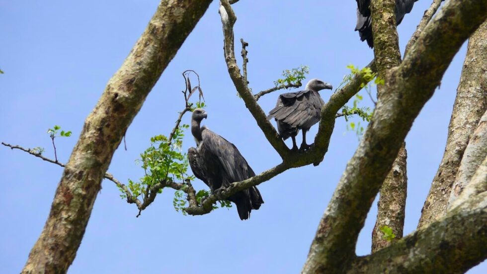 Community members recognised for Vulture conservation in Assam