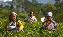 After TB, now fungal disease threatens hundreds of tea garden workers