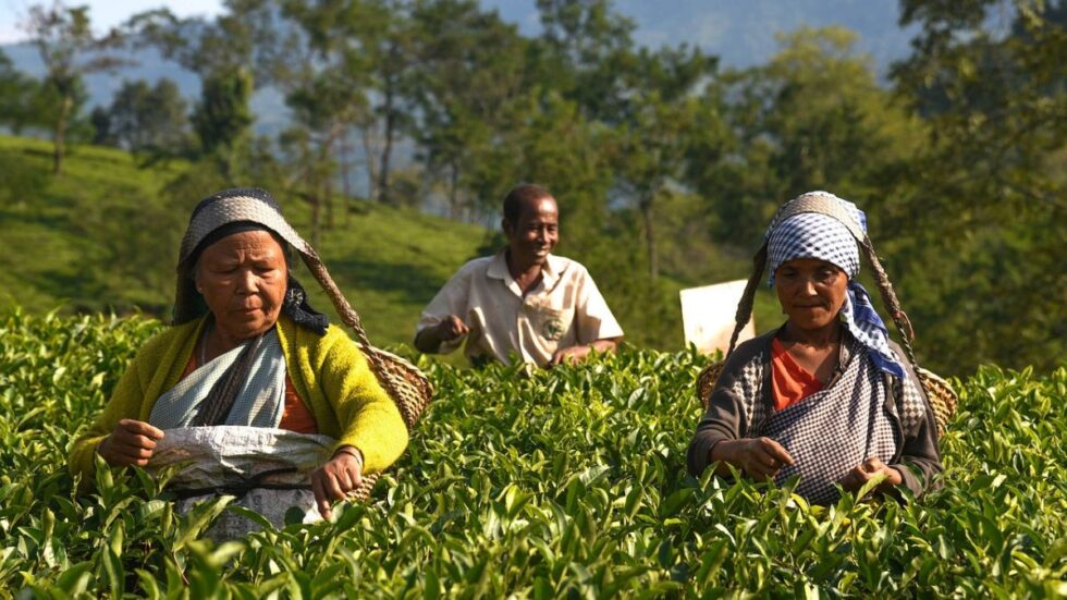 After TB, now fungal disease threatens hundreds of tea garden workers