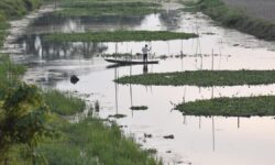 Assam bird sanctuary records 72% decline in bird species count in 27 years