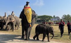 Pori, an elephant calf at Kaziranga, celebrates its first birthday