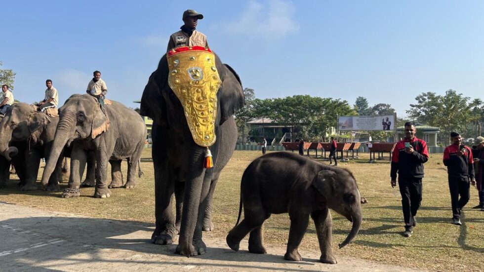 Pori, an elephant calf at Kaziranga, celebrates its first birthday