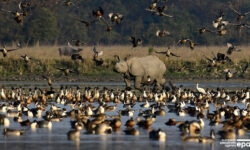 Water Bird Population Rises 50 Percent In Pobitora Sanctuary Of Assam