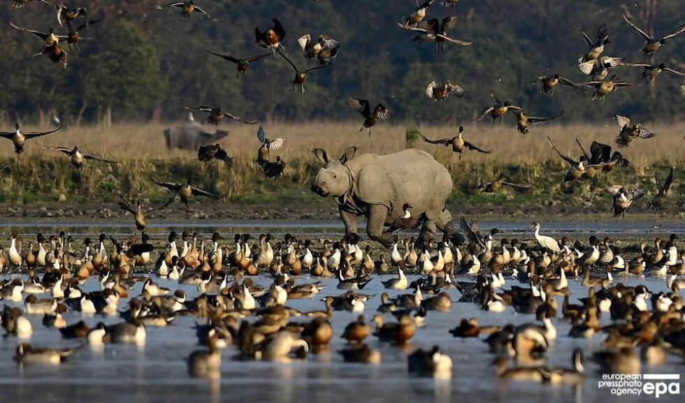 Water Bird Population Rises 50 Percent In Pobitora Sanctuary Of Assam