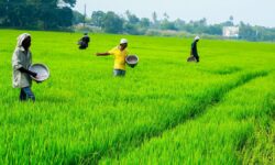 Farmers in Kerala’s Alappuzha protest as rising salinity threatens paddy cultivation