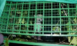 Kerala Forest department captures leopard from farm in Kasaragod, releases back into the wild