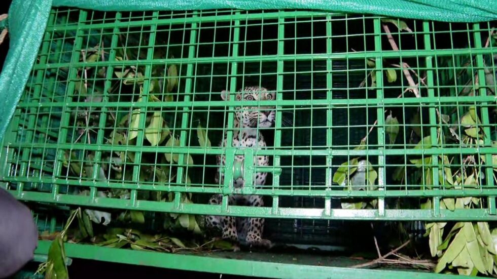 Kerala Forest department captures leopard from farm in Kasaragod, releases back into the wild