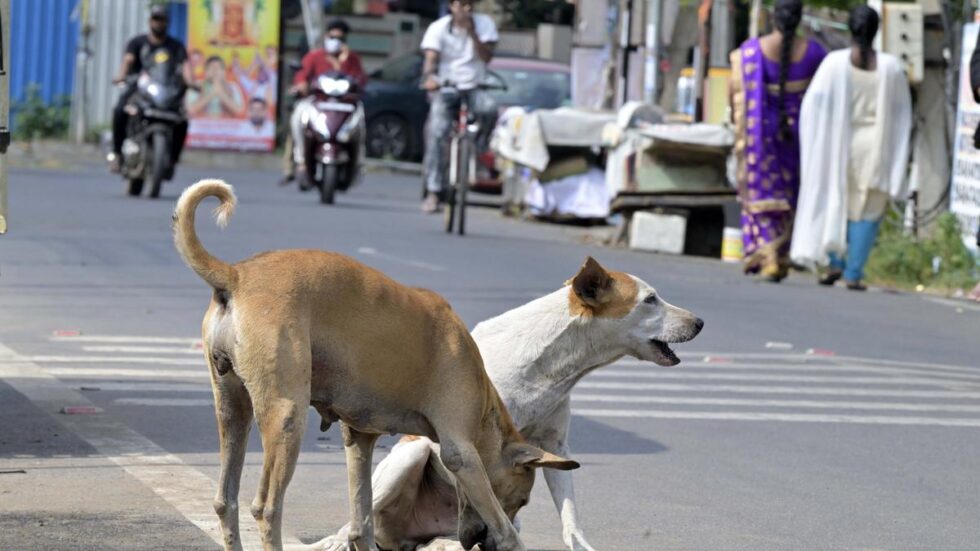 Number of dog bites, rabies deaths on the rise in State