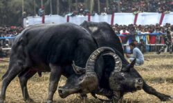 Assam to enact new law for allowing buffalo fights: Himanta