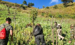 Illicit poppy cultivation on 45 acre destroyed in Manipur