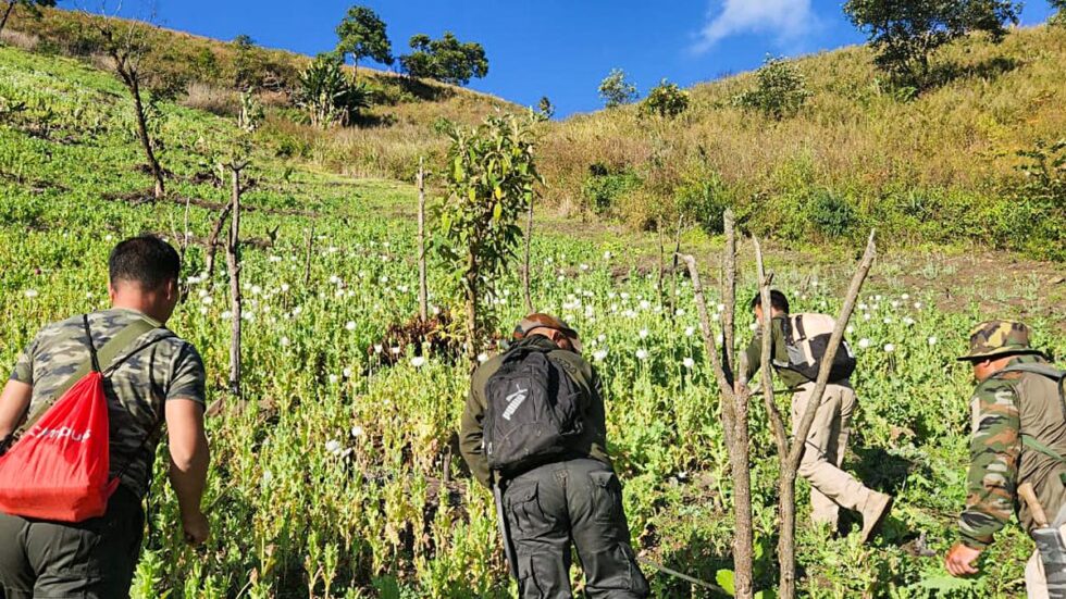 Illicit poppy cultivation on 45 acre destroyed in Manipur