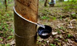 Rubber farmers call for introduction of GM plants amid price slump and pest attacks