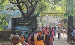 Young leopard to enthral visitors at Amirthi zoo 