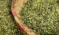 As season ends, cardamom prices show a fall